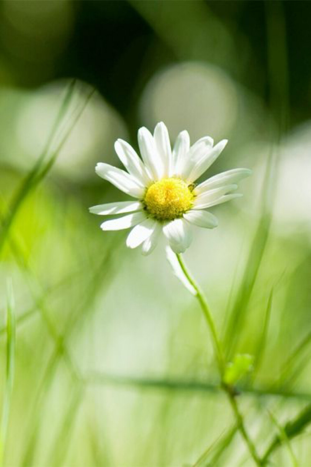 花花草草