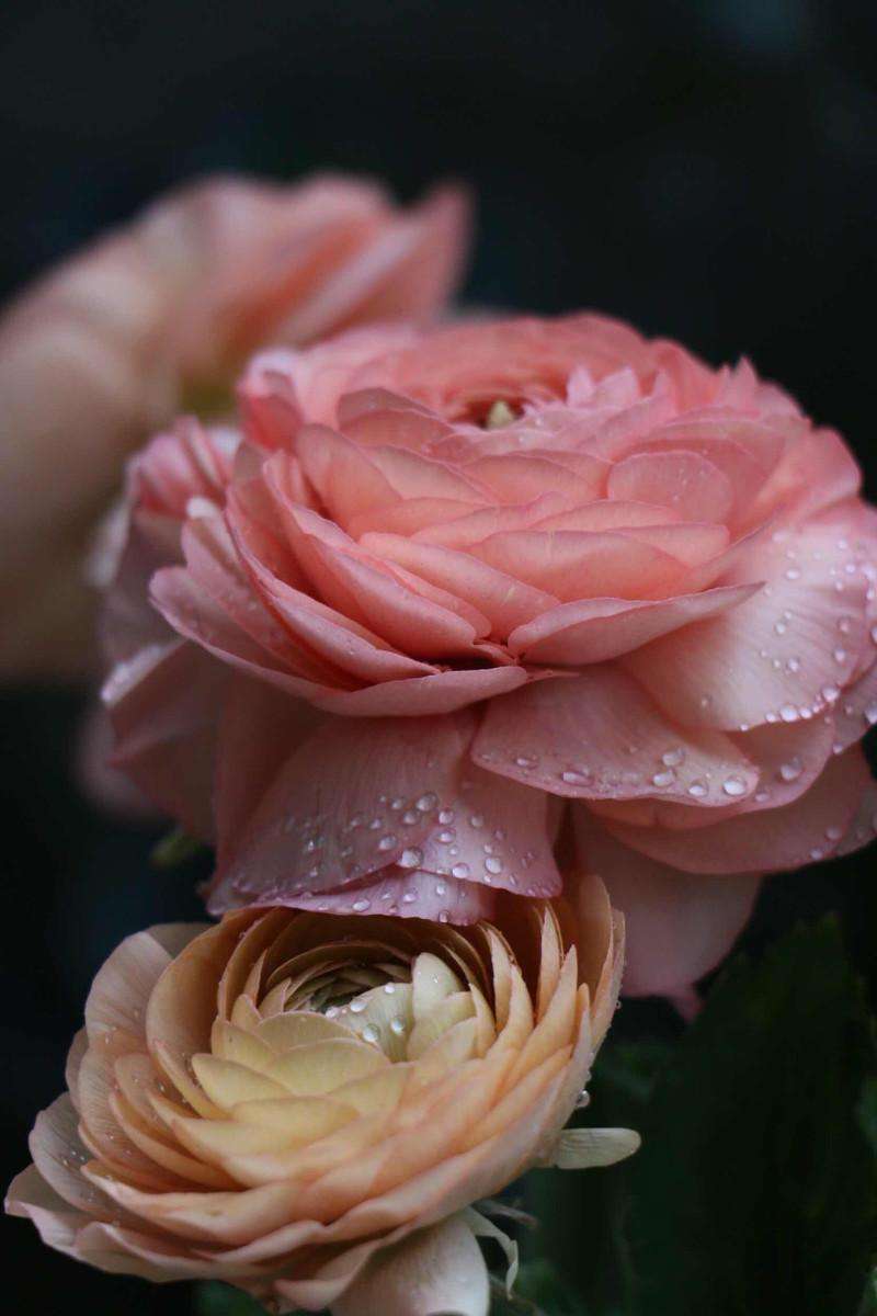 花毛茛（gèn），学名：Ranunculus asiaticus（L.）Lepech.，芹菜花，陆莲花，为毛茛科、花毛茛属多年生草本花卉。花色丰富，多为重瓣或半重瓣，花型似牡丹花，但较小，花直径一般为8cm~1ocm；叶似芹菜的叶，故常被称为芹菜花。