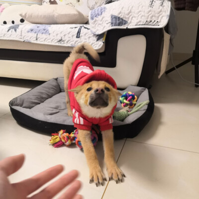 哈哈可怜巴巴