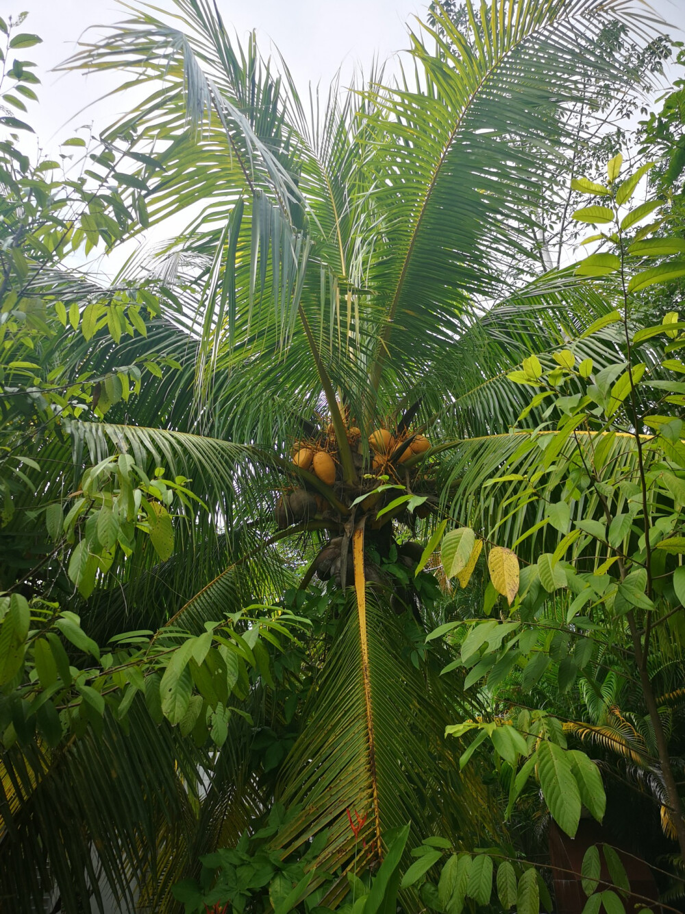 热带植物