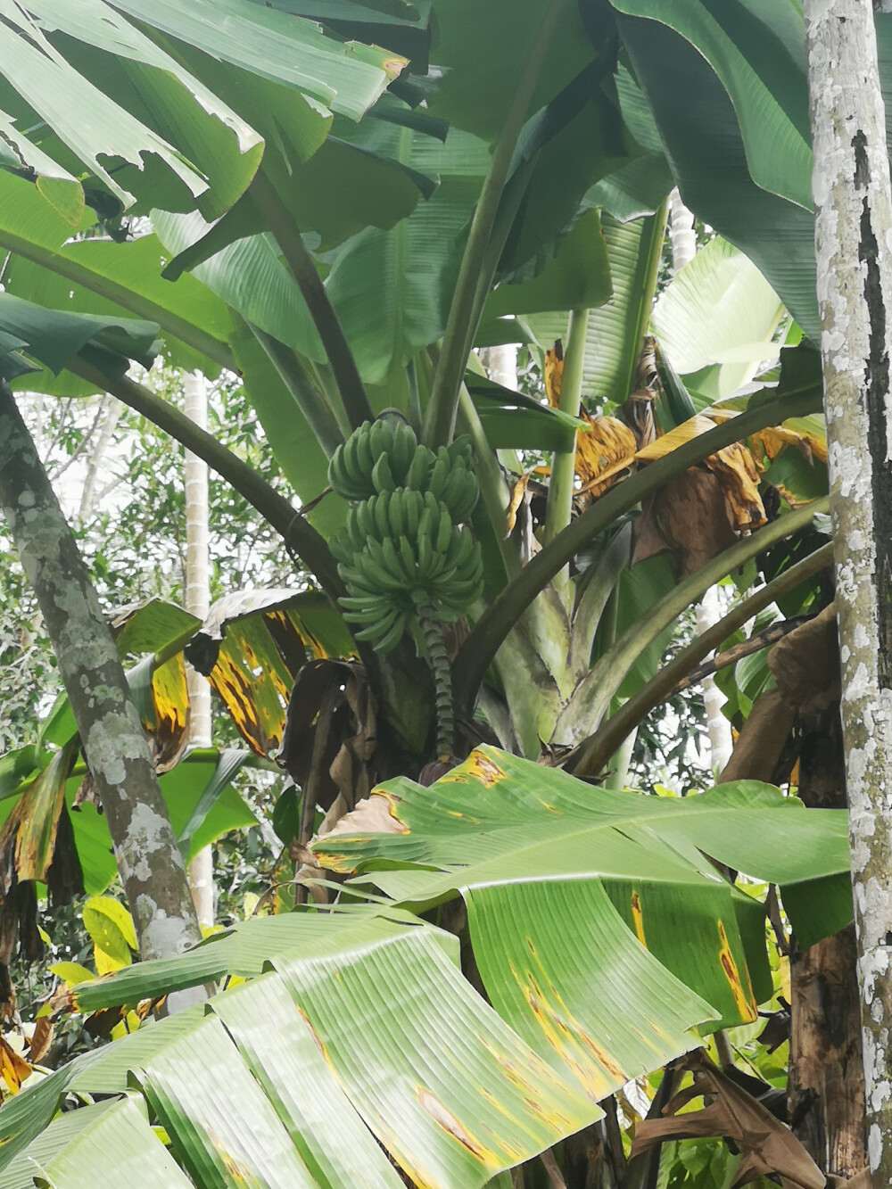 热带植物