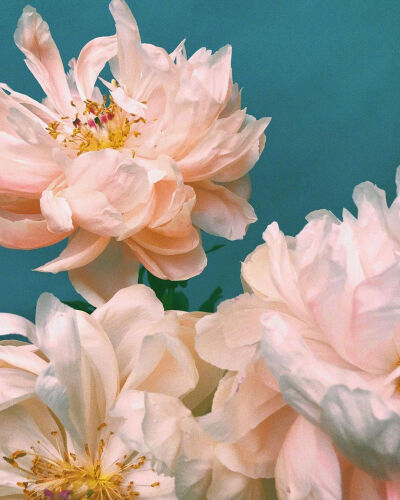 花的姿态。ins：doan_ly
