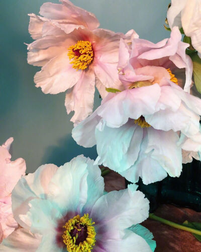 花的姿态。ins：doan_ly