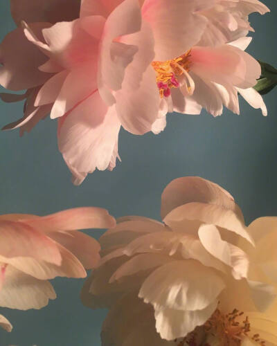 花的姿态。ins：doan_ly