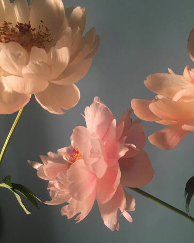 花的姿态。ins：doan_ly
