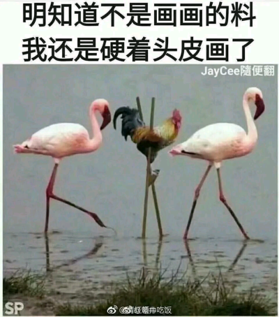 画画表情包