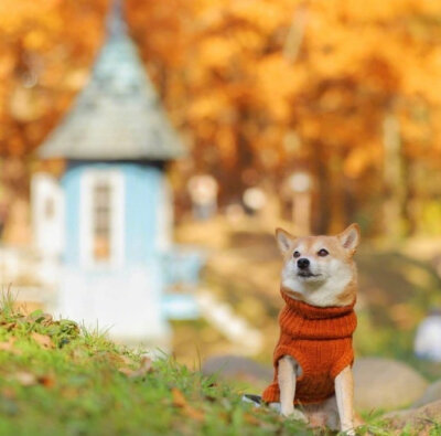 哇哇哇哇哇哇哇哇哇哇小柴犬豆柴リリ的秋日写真。