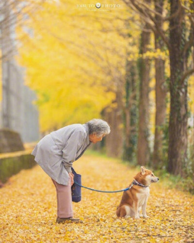 日本摄影师镜头里的银杏树