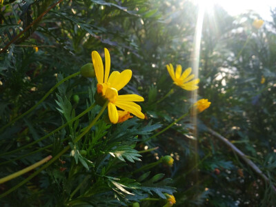 日常迷花…