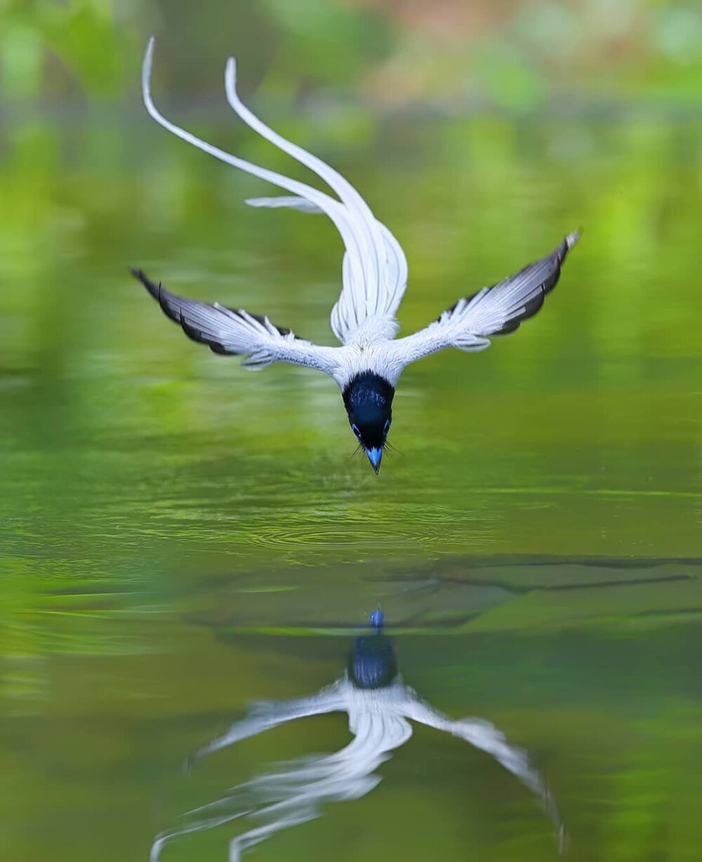 白绶带鸟