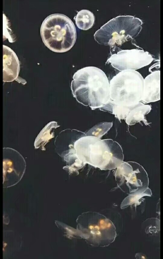 海洋生物