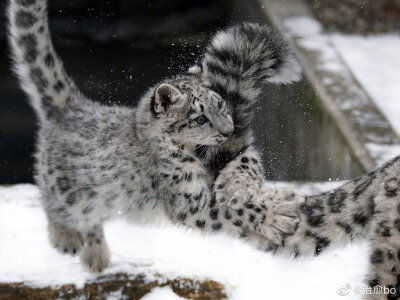 雪豹