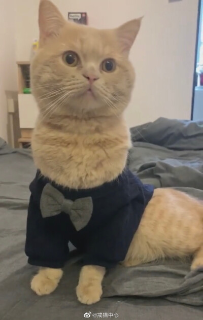 羊驼