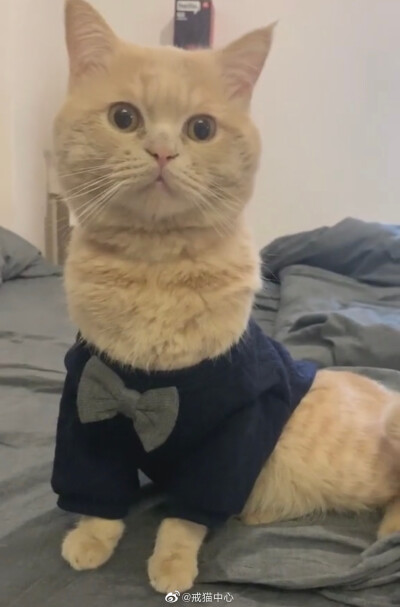 羊驼
