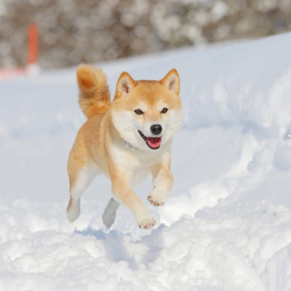 柴犬