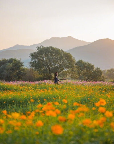 秋季花田