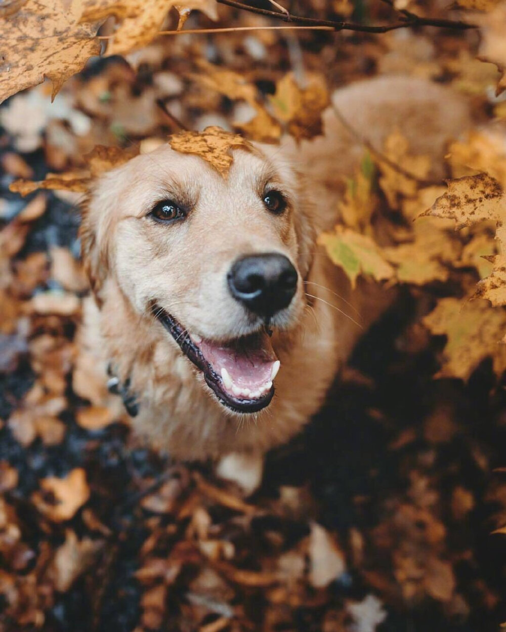 狗狗秋日写真