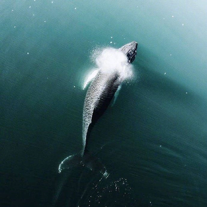 3秒内 点赞这条微博本月一定有好事发生 ✨