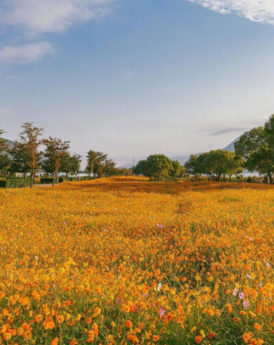 秋季花田