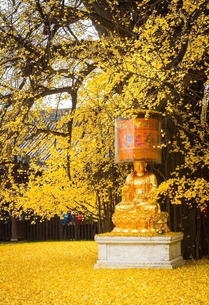 西安观音禅寺千年银杏，满地金黄！