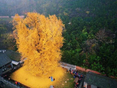 西安观音禅寺千年银杏，满地金黄！