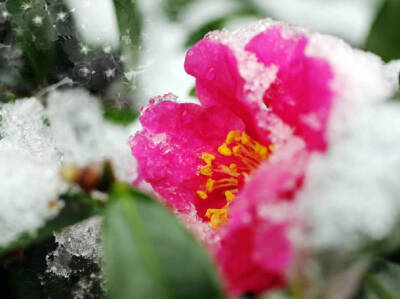 雪映茶花香 …