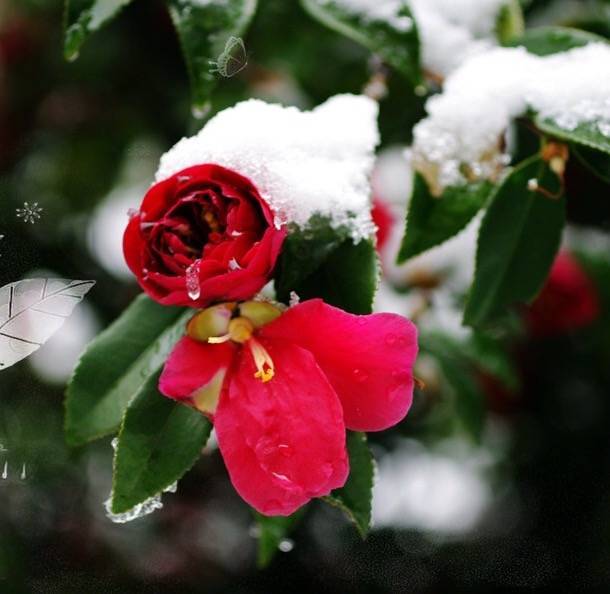 雪映茶花香 …