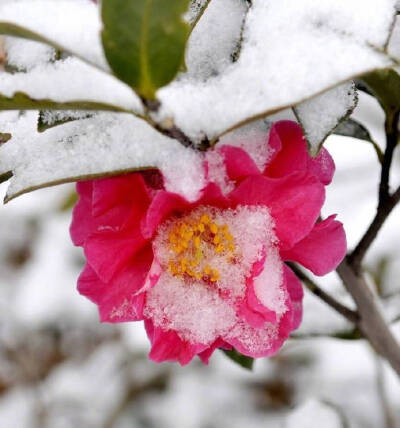 雪映茶花香 …