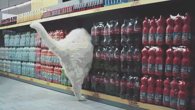 感受一下胖喵的心酸~ #搞笑#