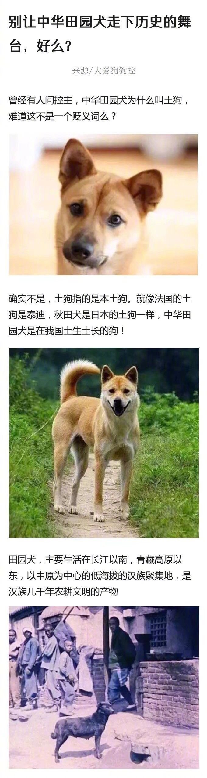 【#深圳中华田园犬可办犬证了#，你是养狗人士吗？】12月25日，深圳发布《关于公布烈性犬名单的通告》，更新深圳禁养烈性犬名录，将中华田园犬（土狗）和英国斗牛犬（Bull Dog）从原27种禁养烈性犬名单中移除。#萌宠#