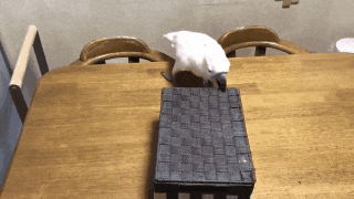 沙雕鹦鹉欢乐多，哈哈哈哈好喜欢这种弱智生物