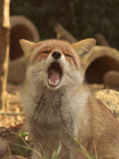 小狐狸