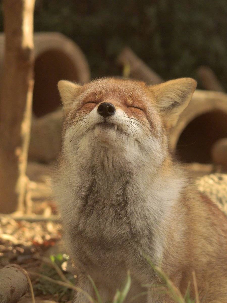 小狐狸