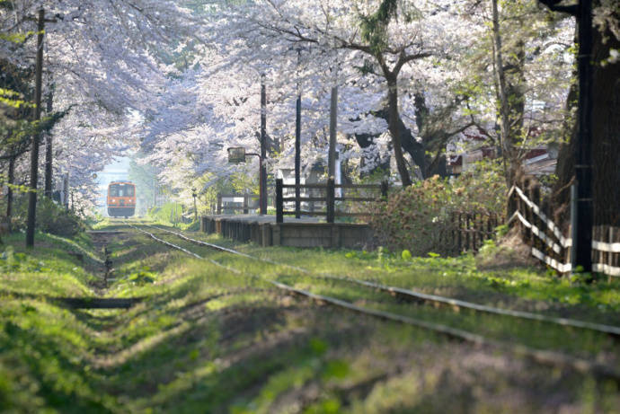 #和环妹一起来旅行# 日本青森县津轻铁道的春天动漫 现实 已经分不清了