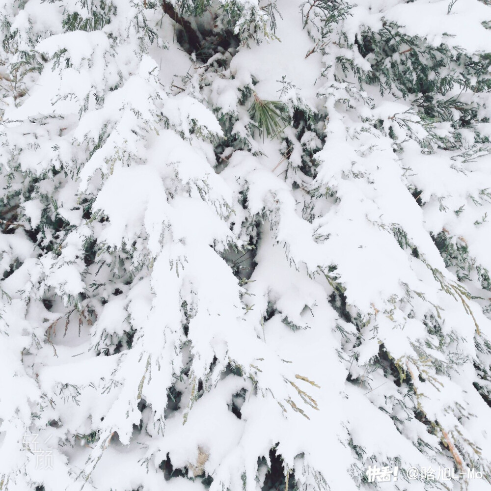 雪景