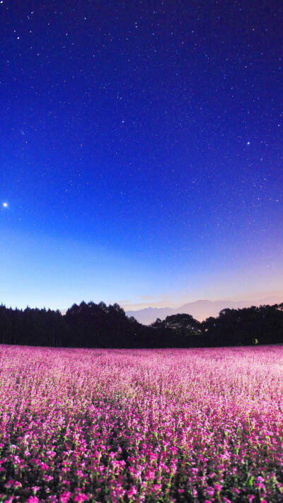 花海