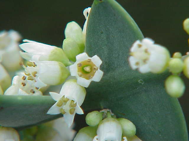 鼠李科 锚刺棘属 Colletia cruciata 