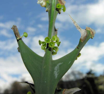 鼠李科 锚刺棘属 Colletia cruciata 