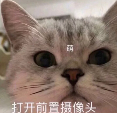 女生头像 可爱头像 猫咪头像喵星人