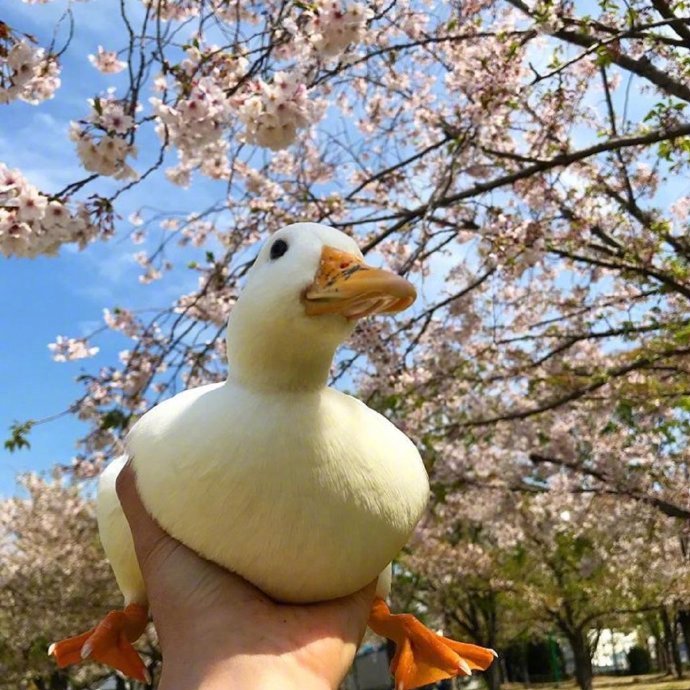 今天也辛苦了鸭