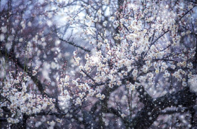 风雪簌梅声