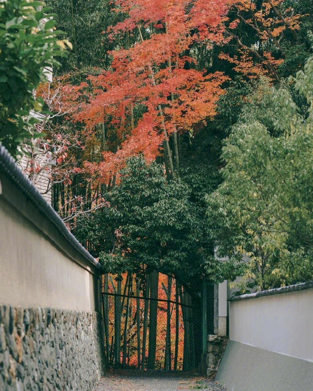 日本京都的红叶