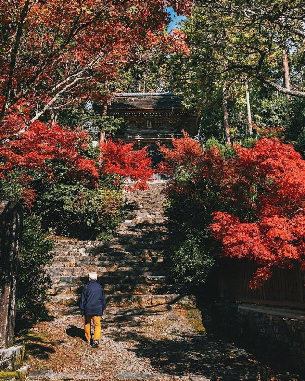 日本京都的红叶