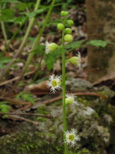  Mitella diphylla 虎耳草科 唢呐草属