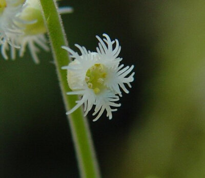  Mitella diphylla 虎耳草科 唢呐草属