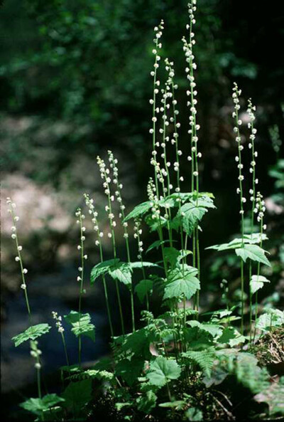  Mitella diphylla 虎耳草科 唢呐草属