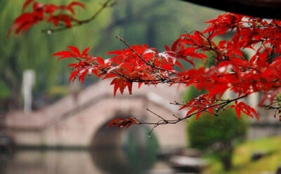 木叶纷纷归路，残月晓风何处。消息半浮沉，今夜相思几许。秋雨，秋雨，一半西风吹去。------------《如梦令》纳兰性德