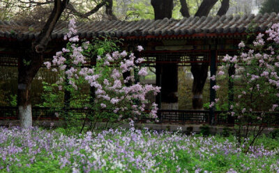 春游芳草地，夏览荷花池。秋踏落叶路，冬吟白雪诗。