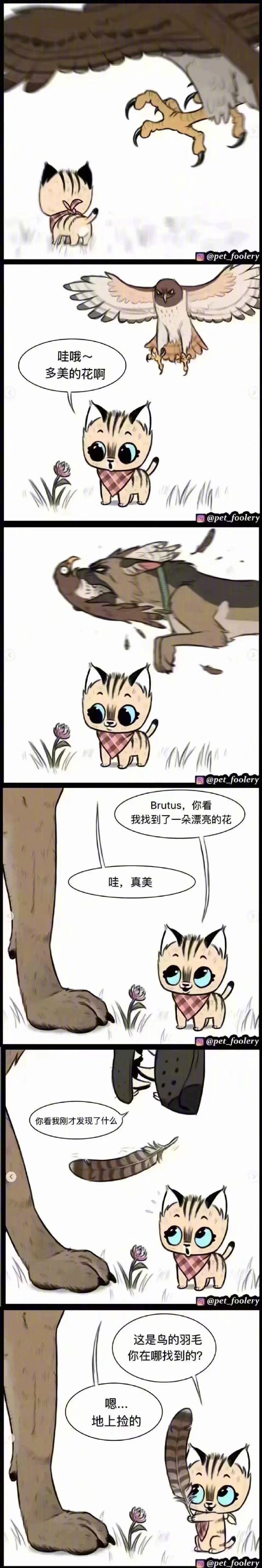 退役军犬和小猫咪的漫画。最后一张是据说原型，可爱炸了。超级暖心~