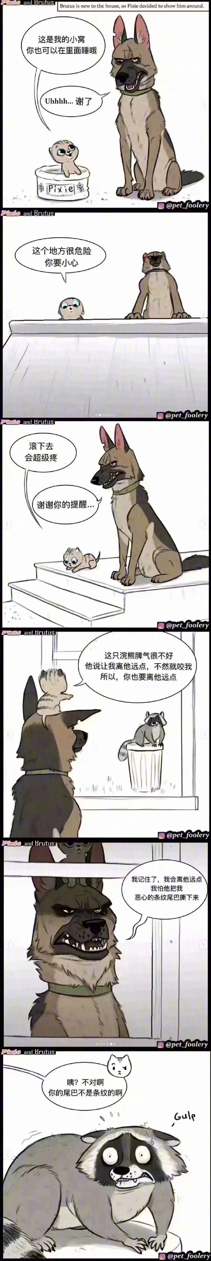 退役军犬和小猫咪的漫画。最后一张是据说原型，可爱炸了。超级暖心~